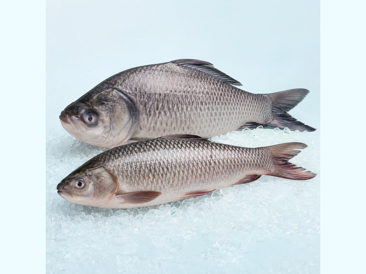Katla (Catla) Fish