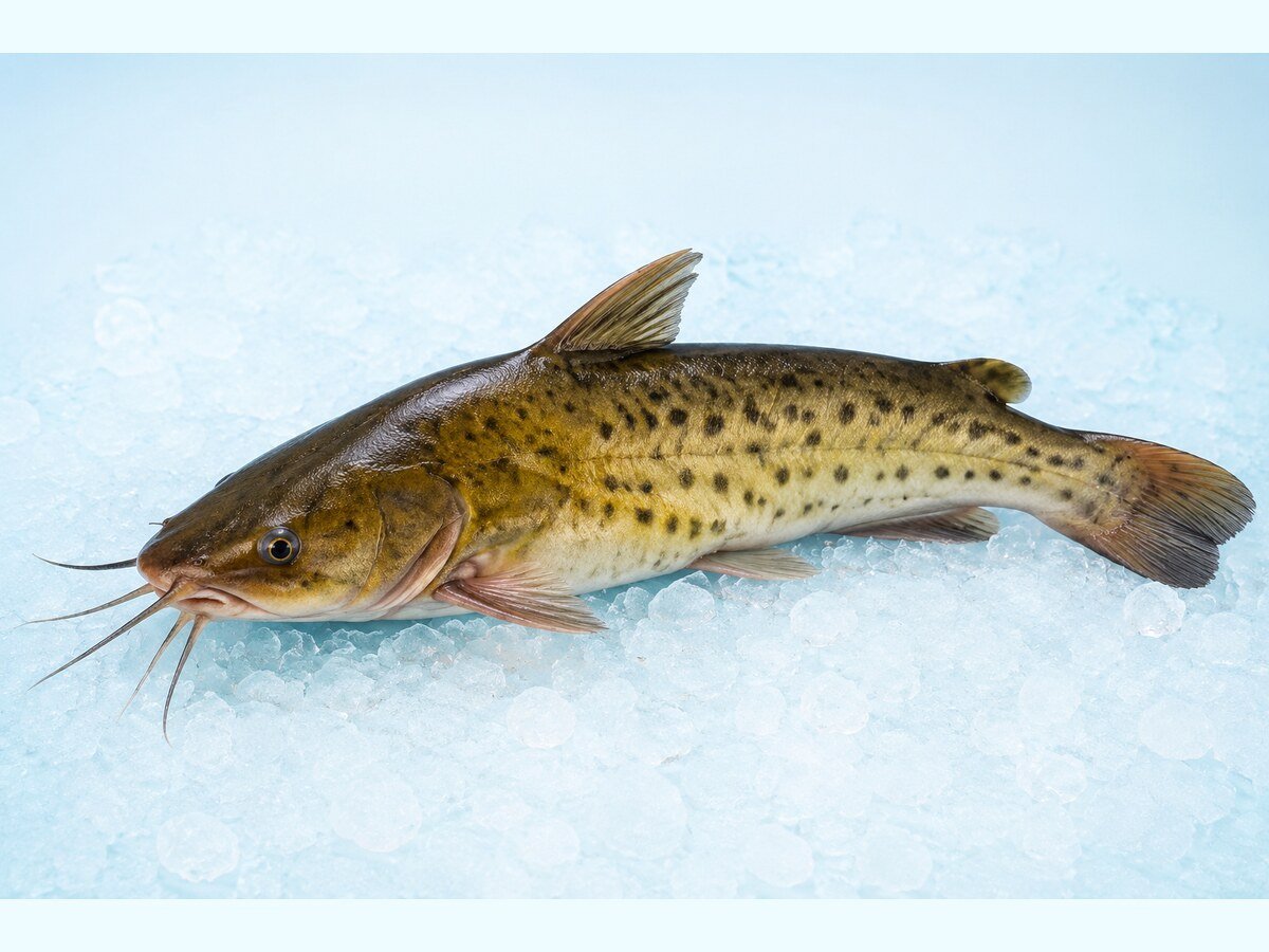Tengra Fish