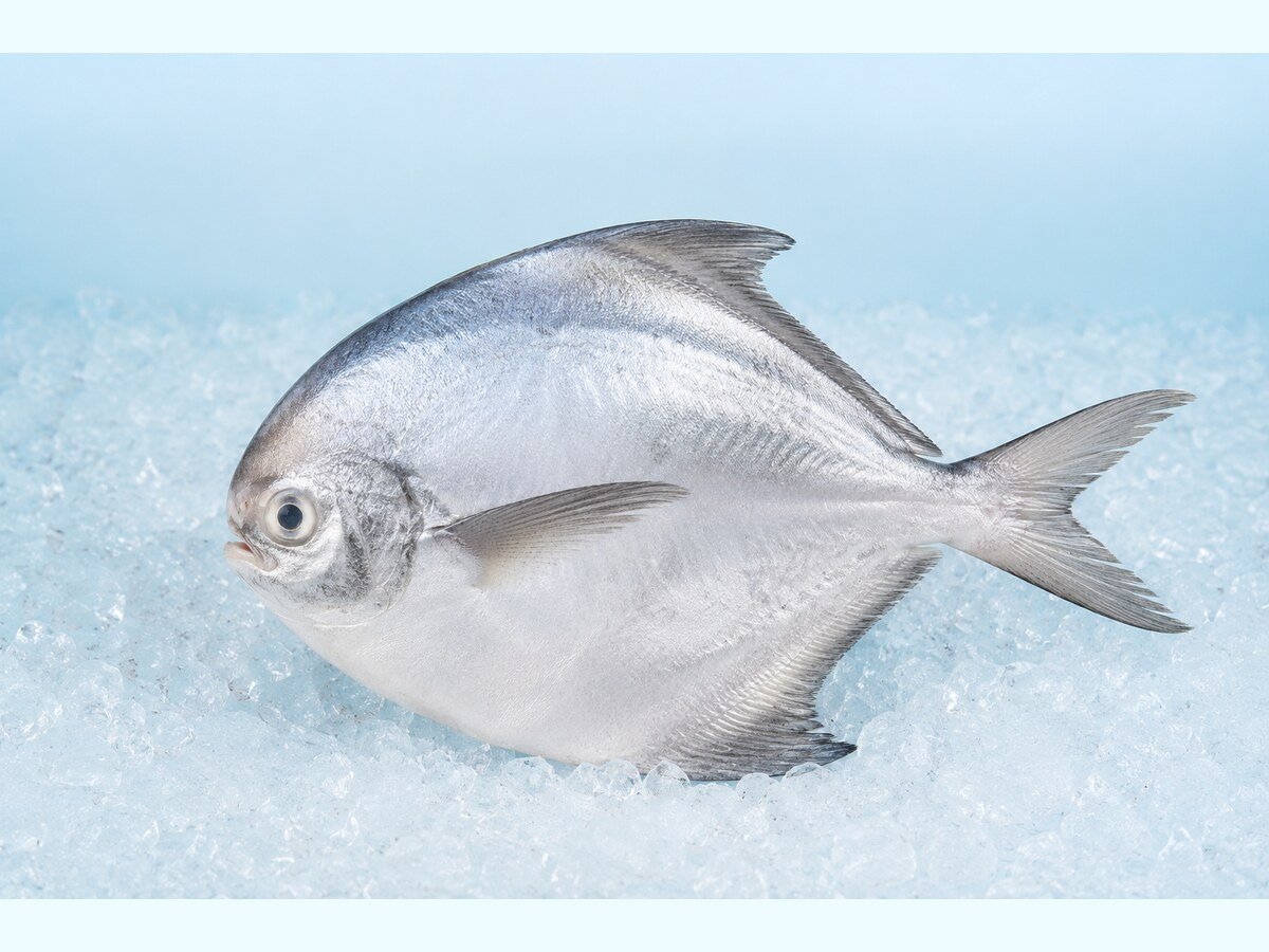 Silver Pomfret