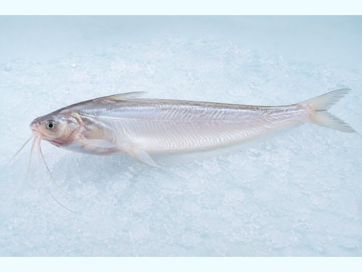 Pabda Fish
