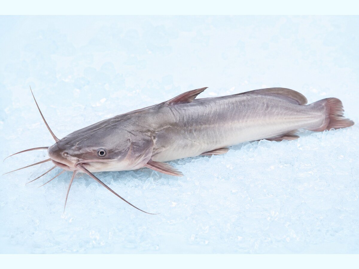 Singara Fish